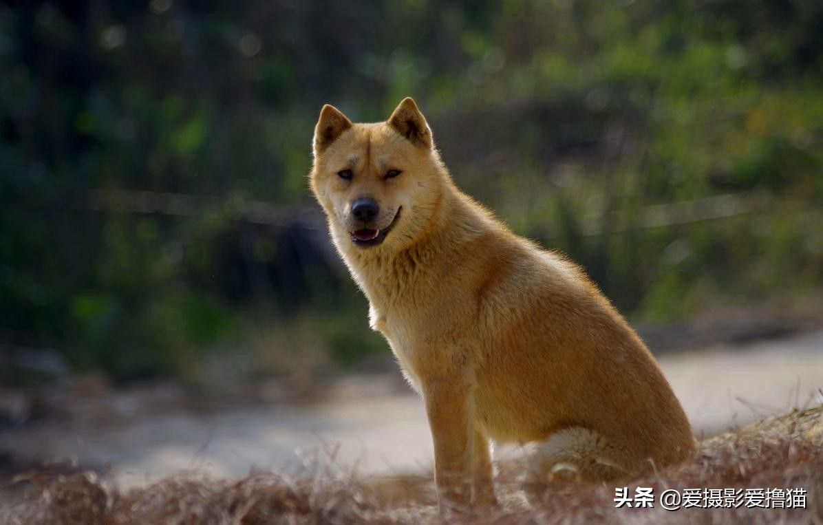 中华田园犬在海外生活情况，中华田园犬在海外生活情况如何