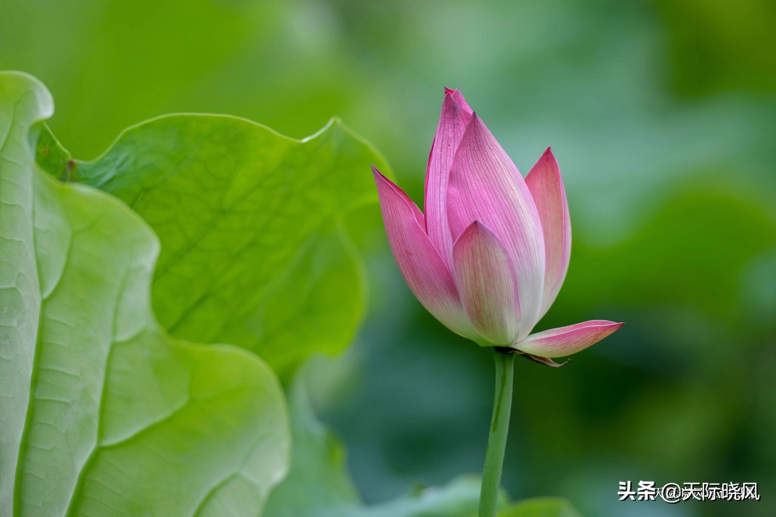 尼康d850(尼康d850深度评测?) 尼康d850(尼康d850深度评测?)