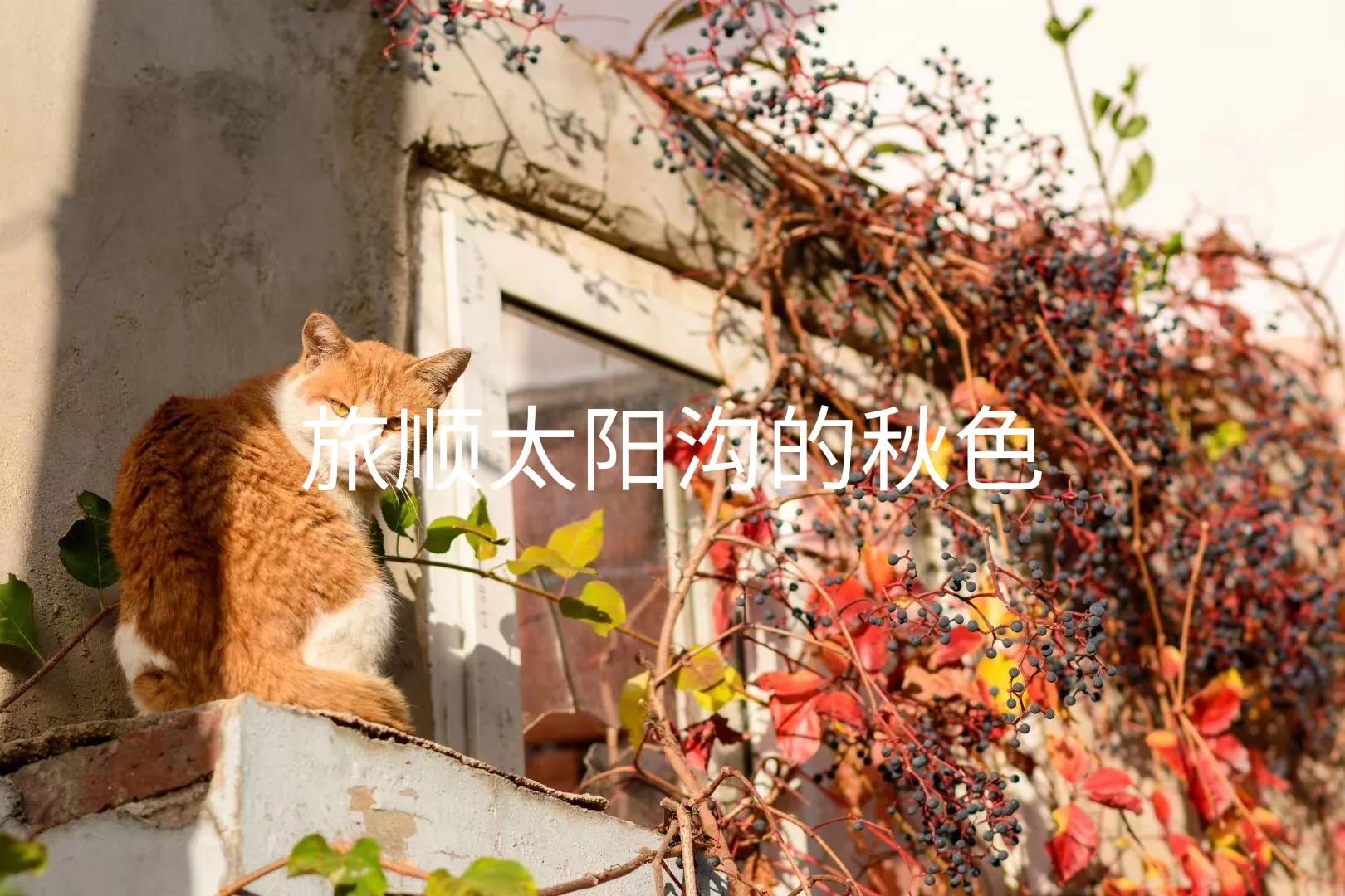 大连市有什么食物