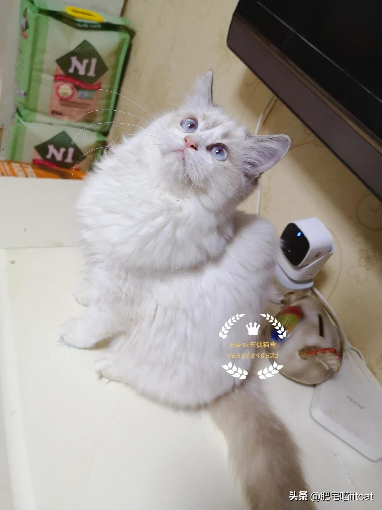 买猫被传染满脸猫藓（刚满月的小猫身上，脸上长了猫癣，一片一片的，用什么药合适？）