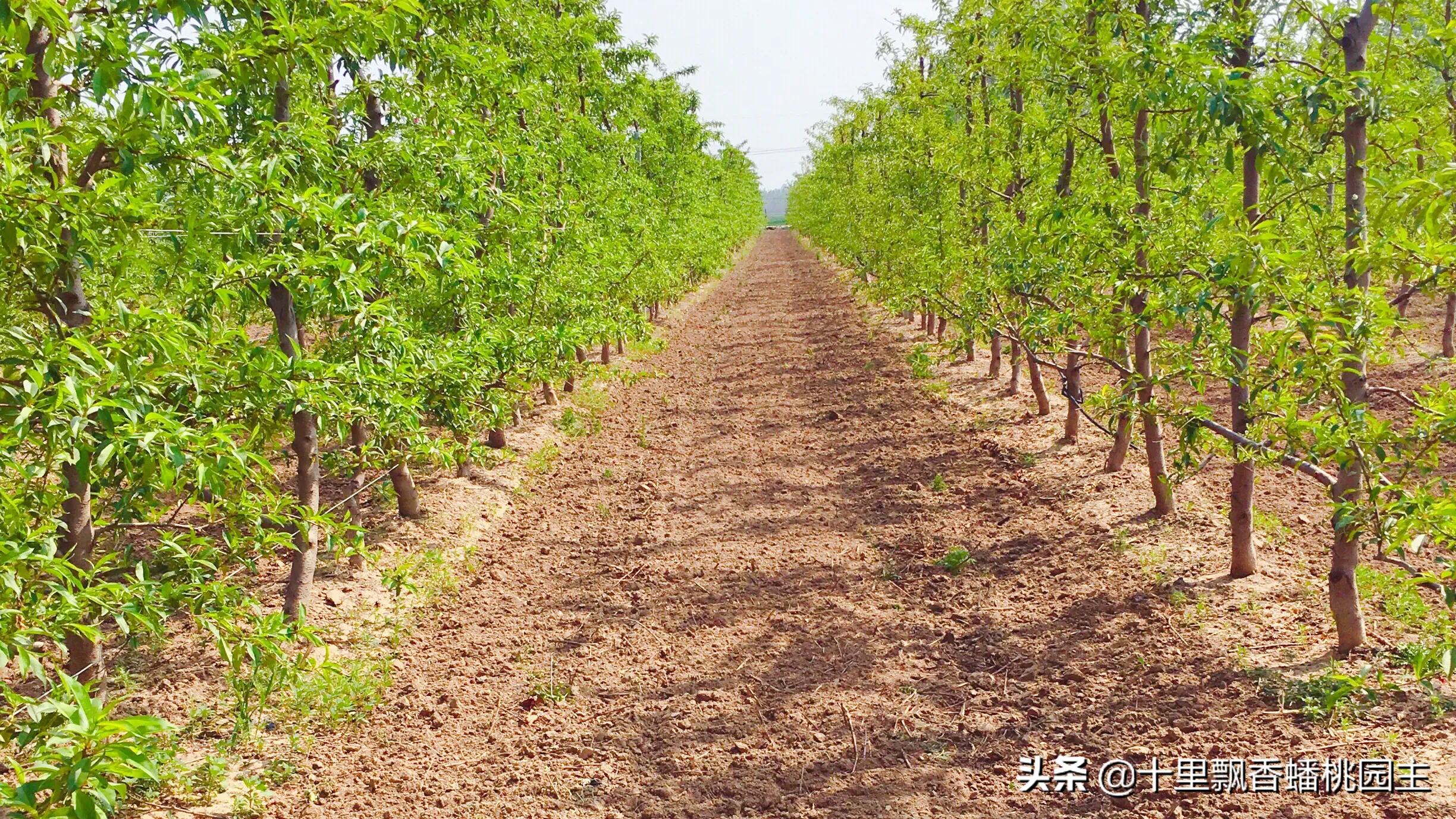 汽车报价前途,汽车报价前途怎么样