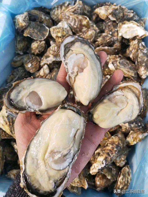 大连市最近吃什么