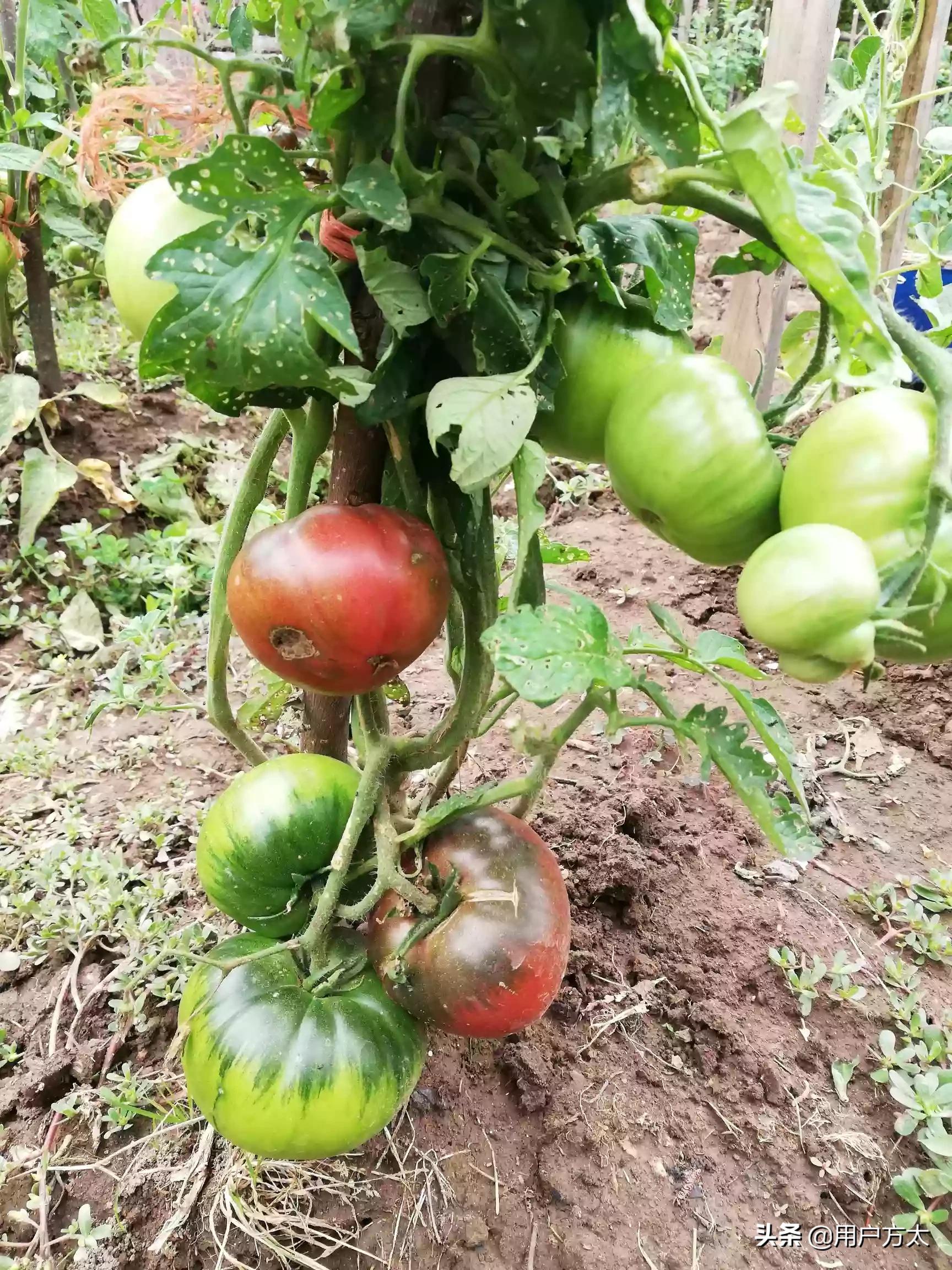 种菜海外生活视频大全，种菜海外生活视频大全集