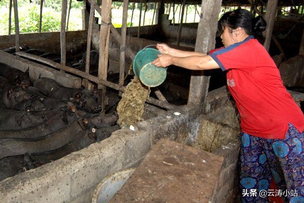 收泔水挣钱吗？：当学生面吃泔水剩饭