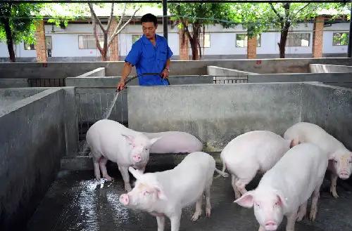 [养猪场少了20头猪]猪肉价格跌了造成下跌的原因是吃肉的人少了，还是猪场的猪多了？
