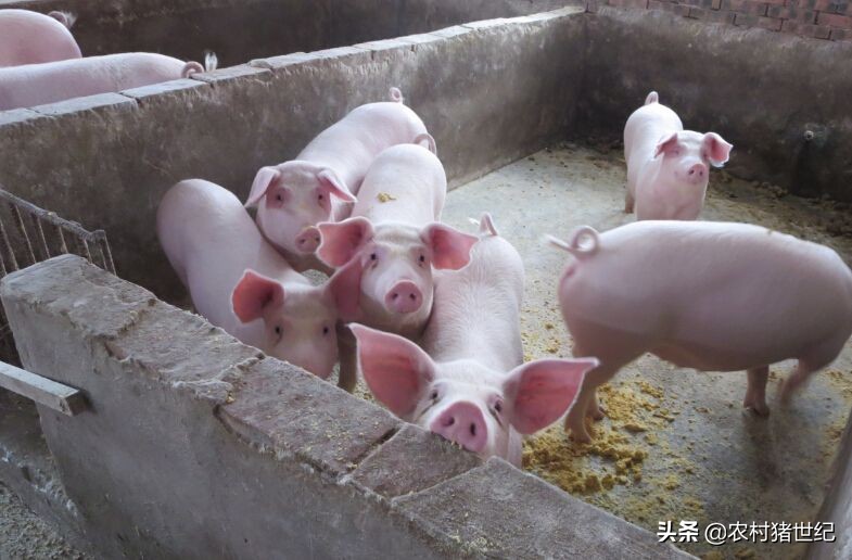 合肥市猪肉是什么价位