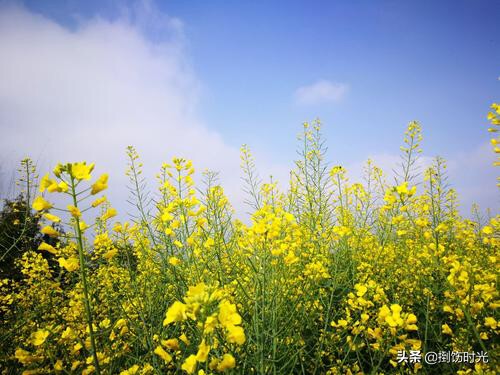 最数码(数码宝贝最强x兽是谁?) 最数码(数码宝贝最强x兽是谁?)