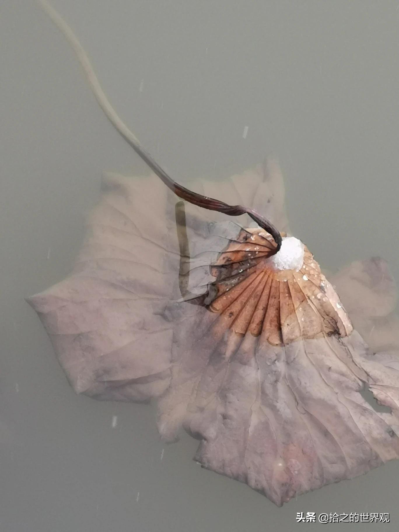 [nef是什么意思]nef概念是什么意思？