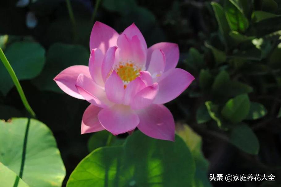 黑荷花（世界上有黑色莲花吗？）