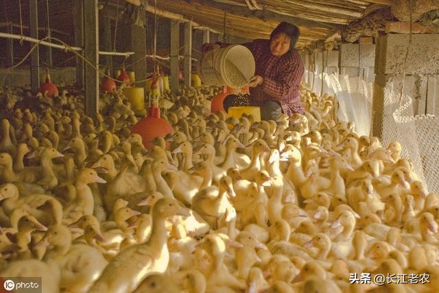 大家足大家是什么生肖