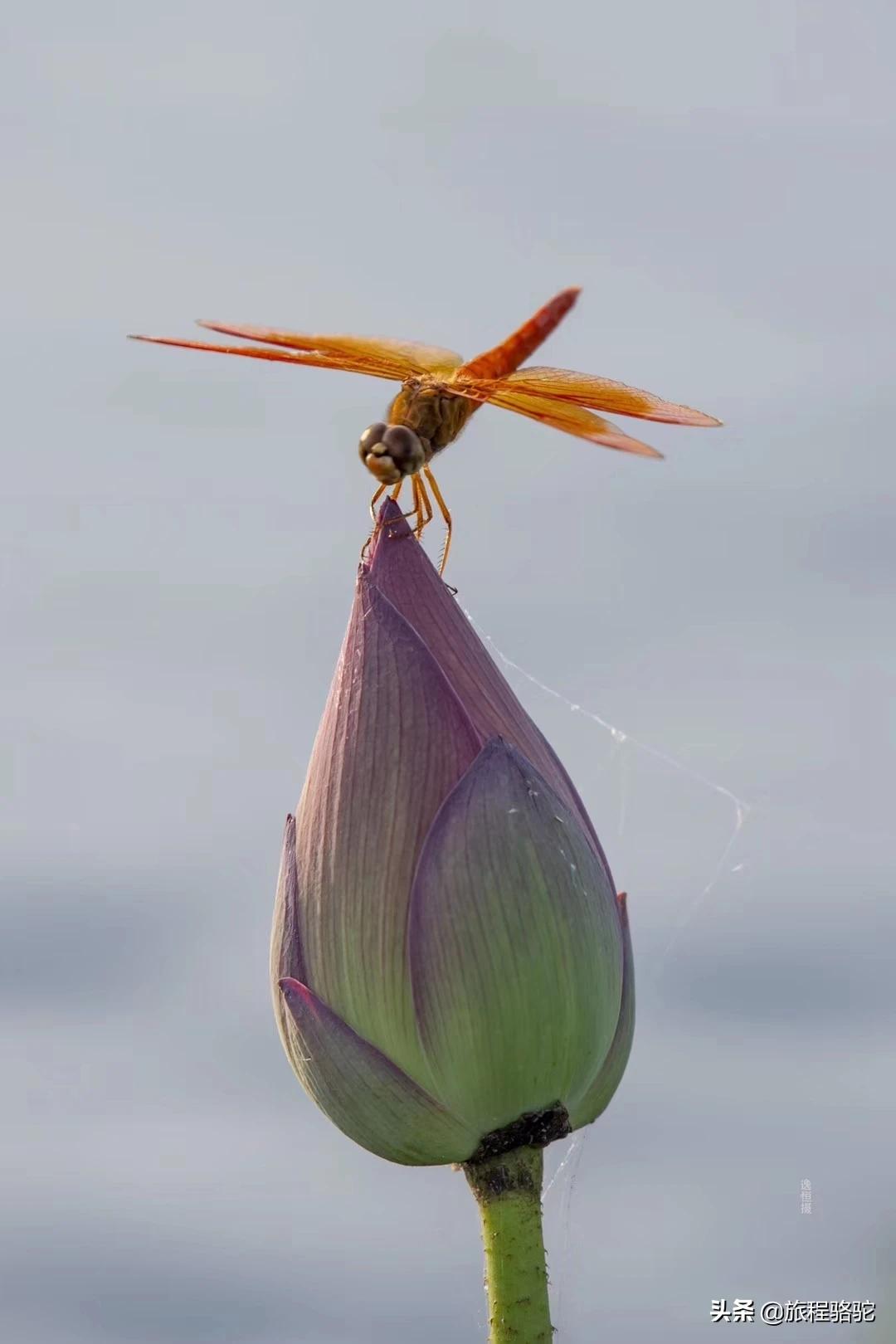 夏天的图片夏天的图片大自然风景 夏天的图片夏天的图片大自然风景