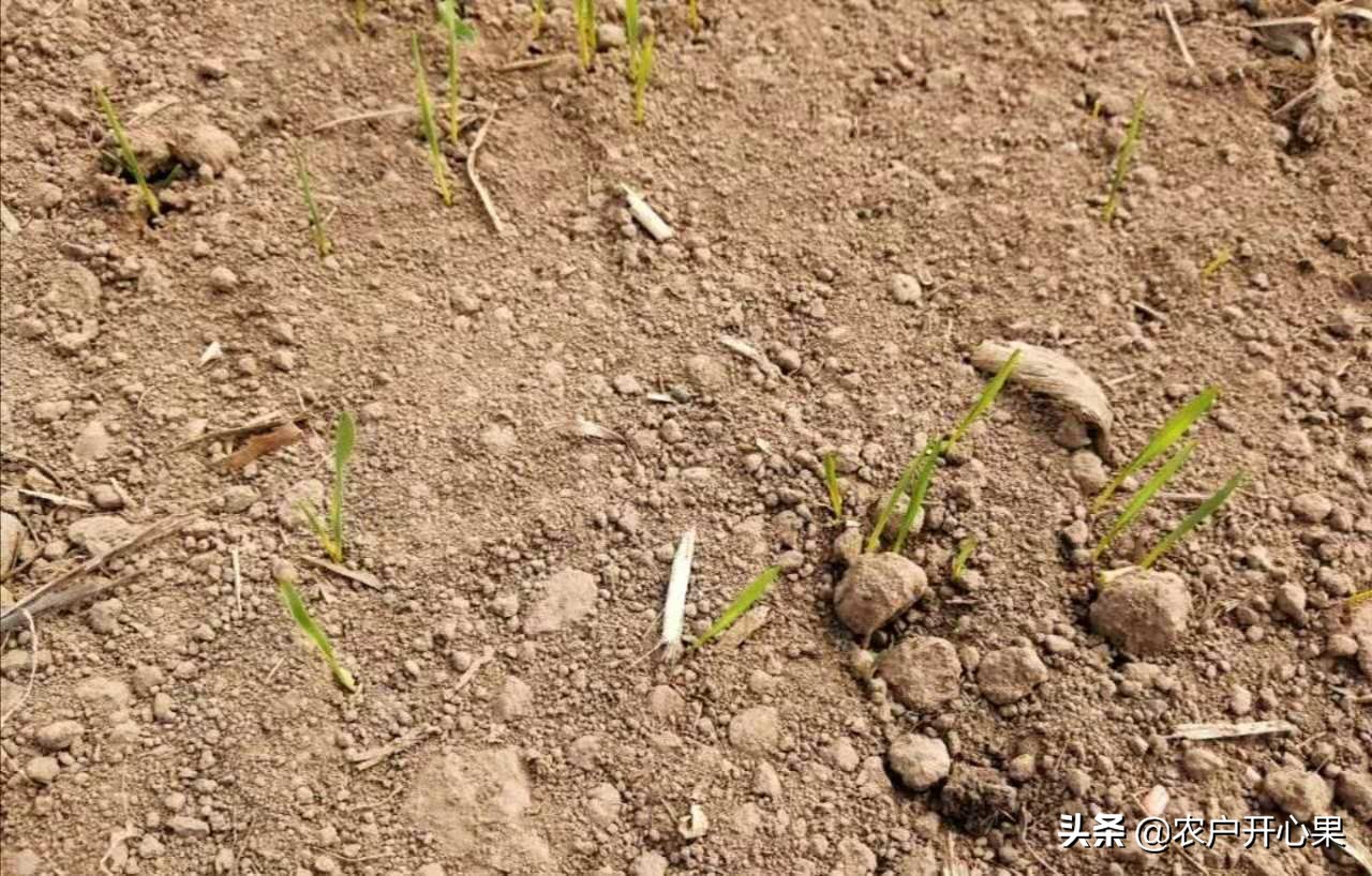 河南小麦有冻死的吗？