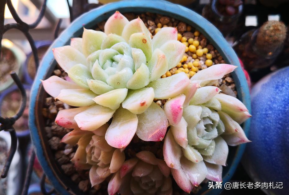 北极鲶鱼海外生活视频，北极鲶鱼海外生活视频播放
