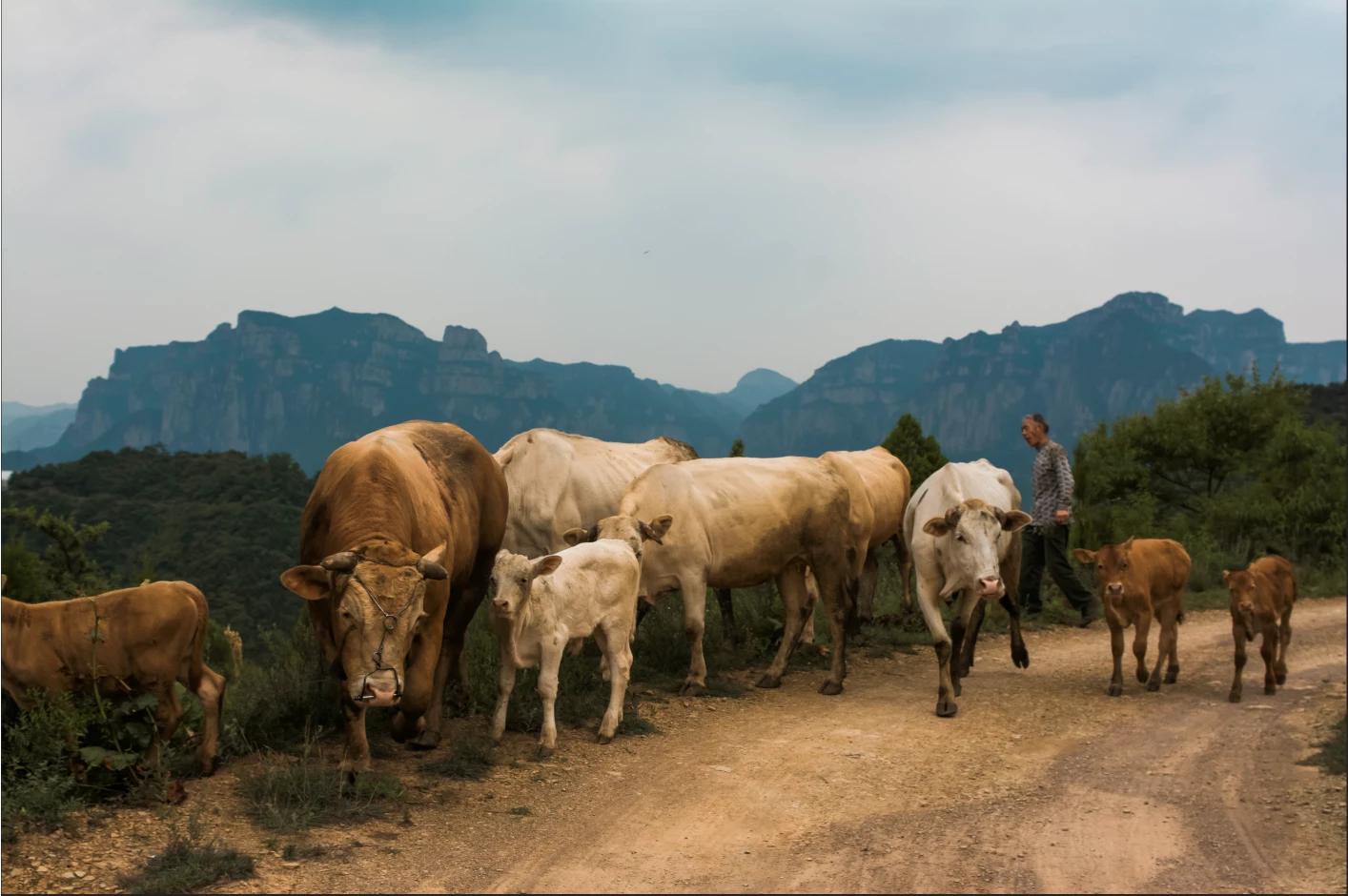 青摄影（谷雨春光晓，山川黛色青。叶间鸣戴胜，泽水长浮萍。摄影如何拍？）