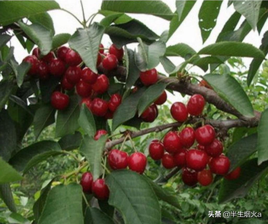 俄罗斯八号汽车品牌介绍,俄罗斯八号汽车品牌介绍图片