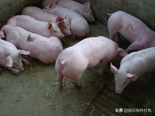 奔驰野马