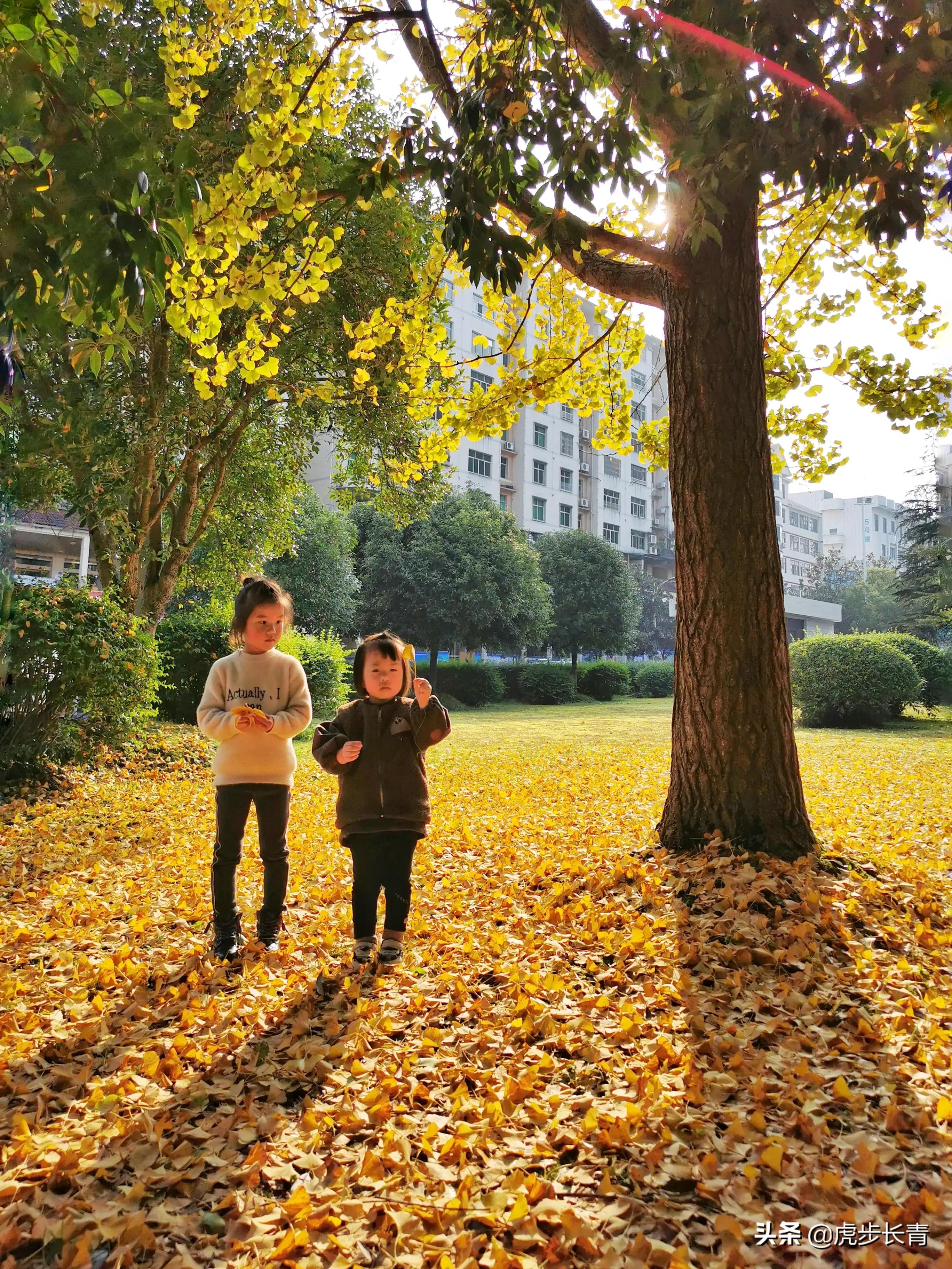 智能图像创作中心网站官网,请问大家写头条都在哪里找的图片呀?