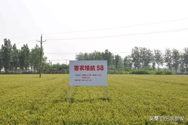 河南省小麦品种哪个最好