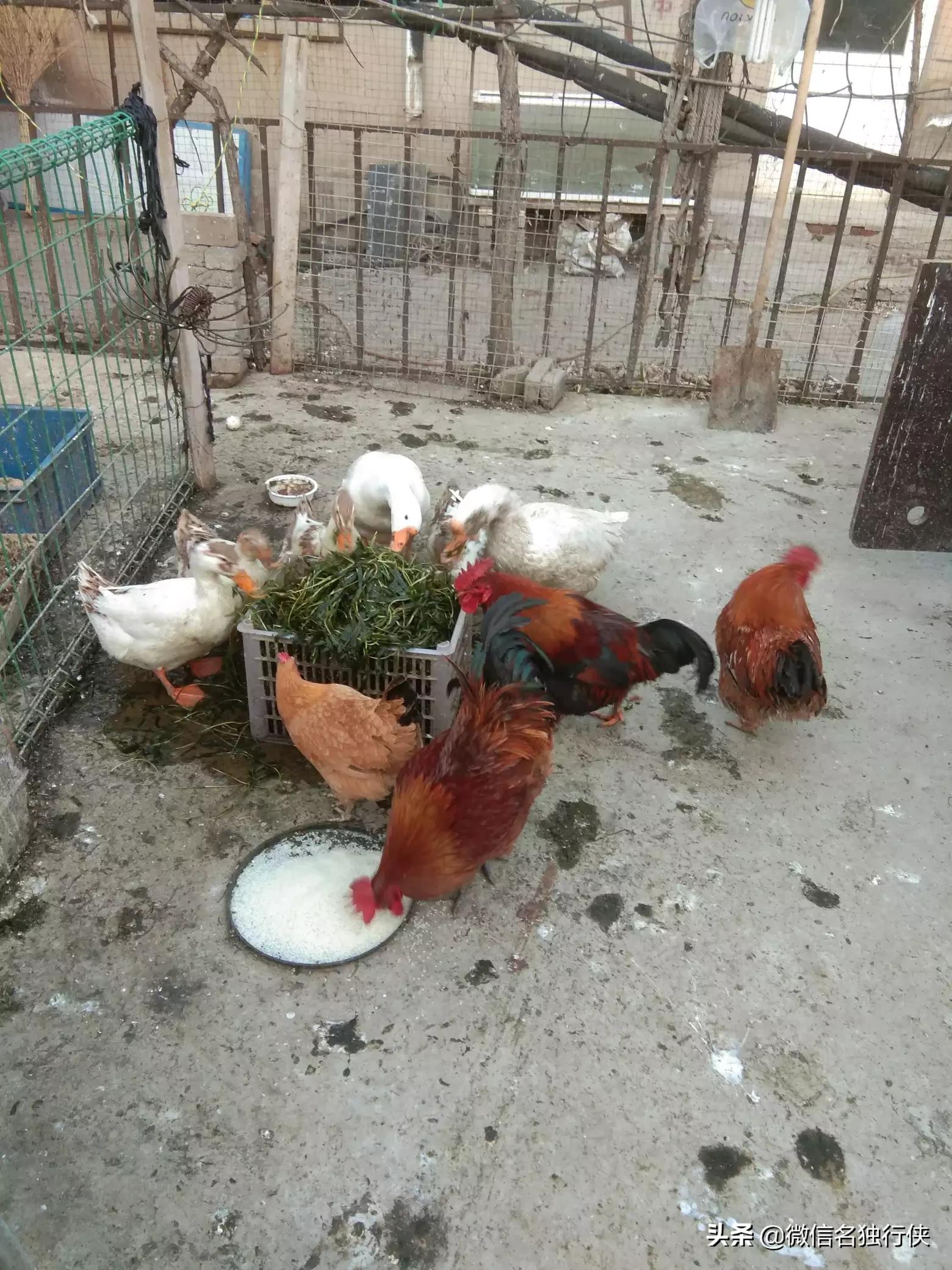 当学生面吃泔水剩饭（剩饭可不可以浇菜？）