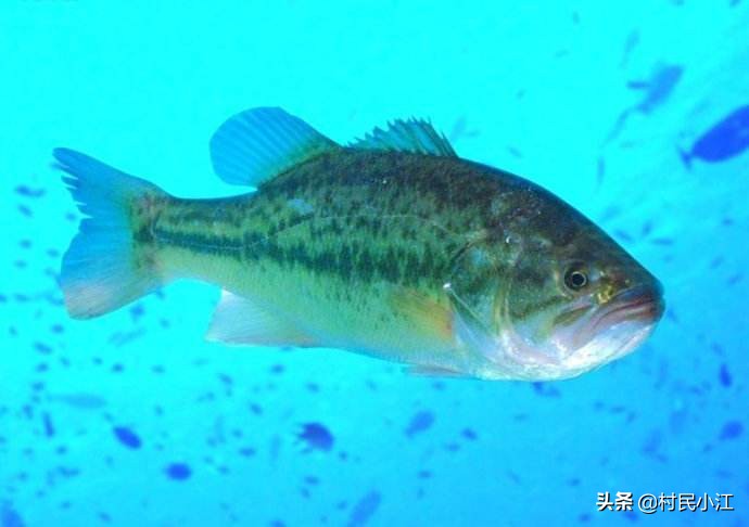加州汽车报价,加州汽车报价多少