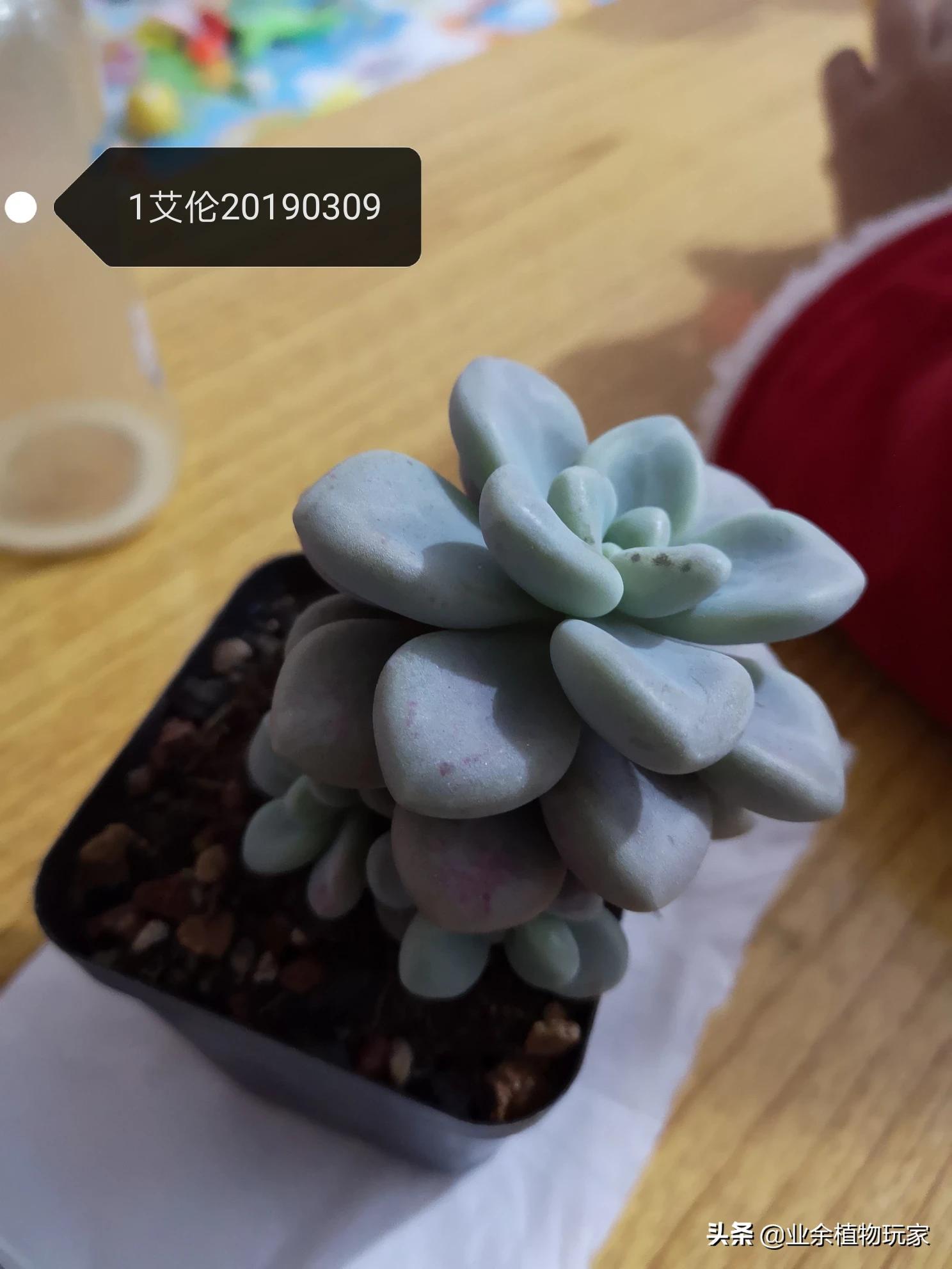 厦门市有多少树种种植