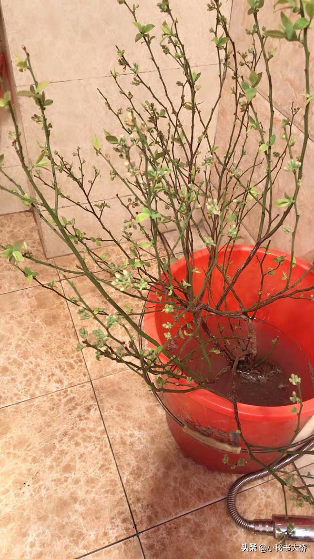 长沙新房前适宜种哪些果树？