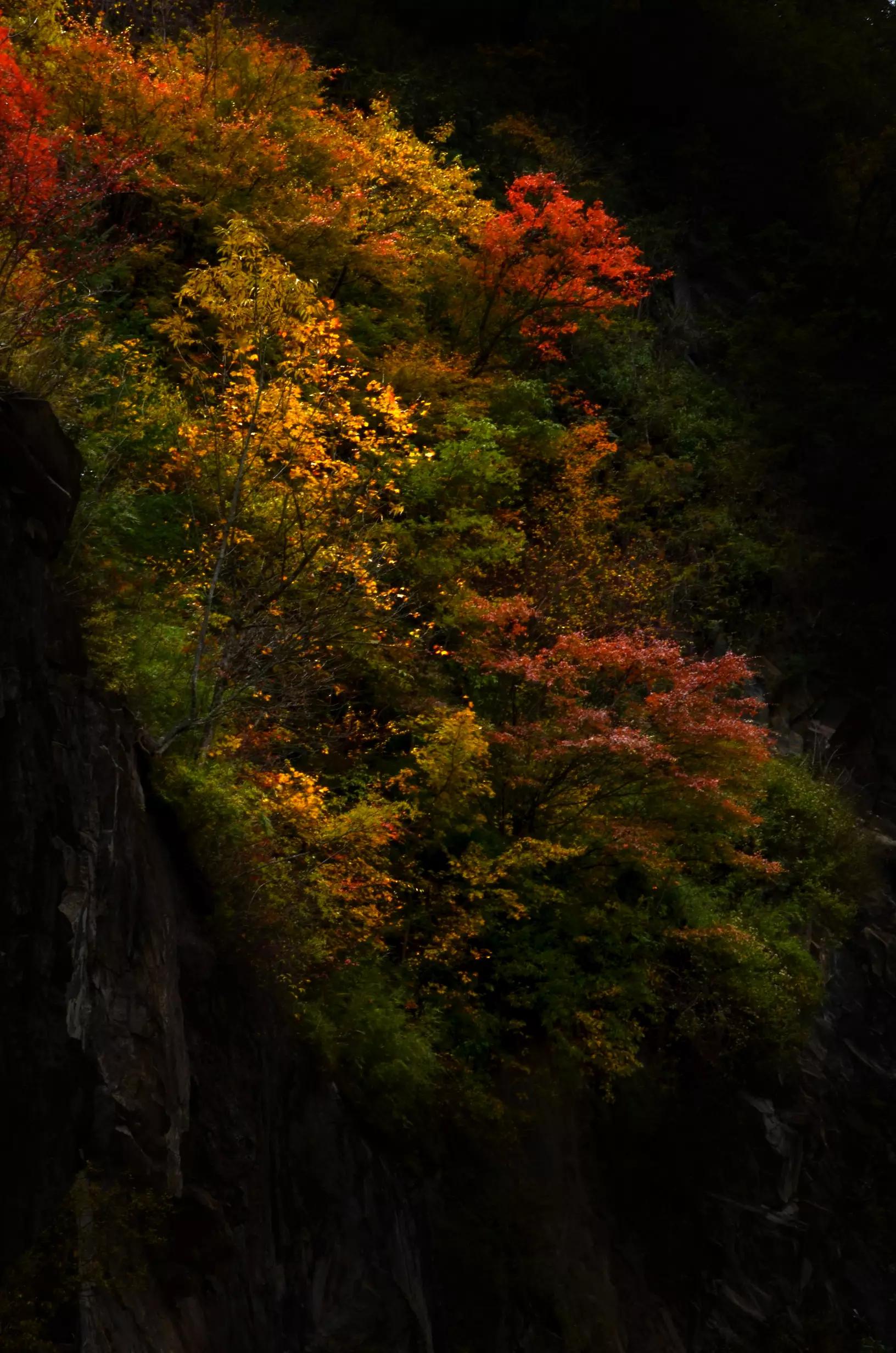 [秋天有什么]秋天的事物都有哪些？