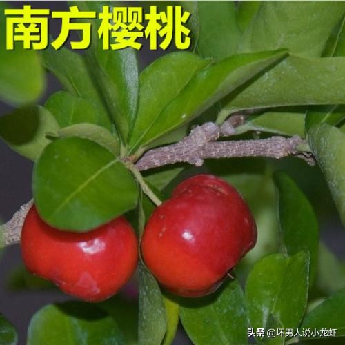 长沙新房前适宜种哪些果树？