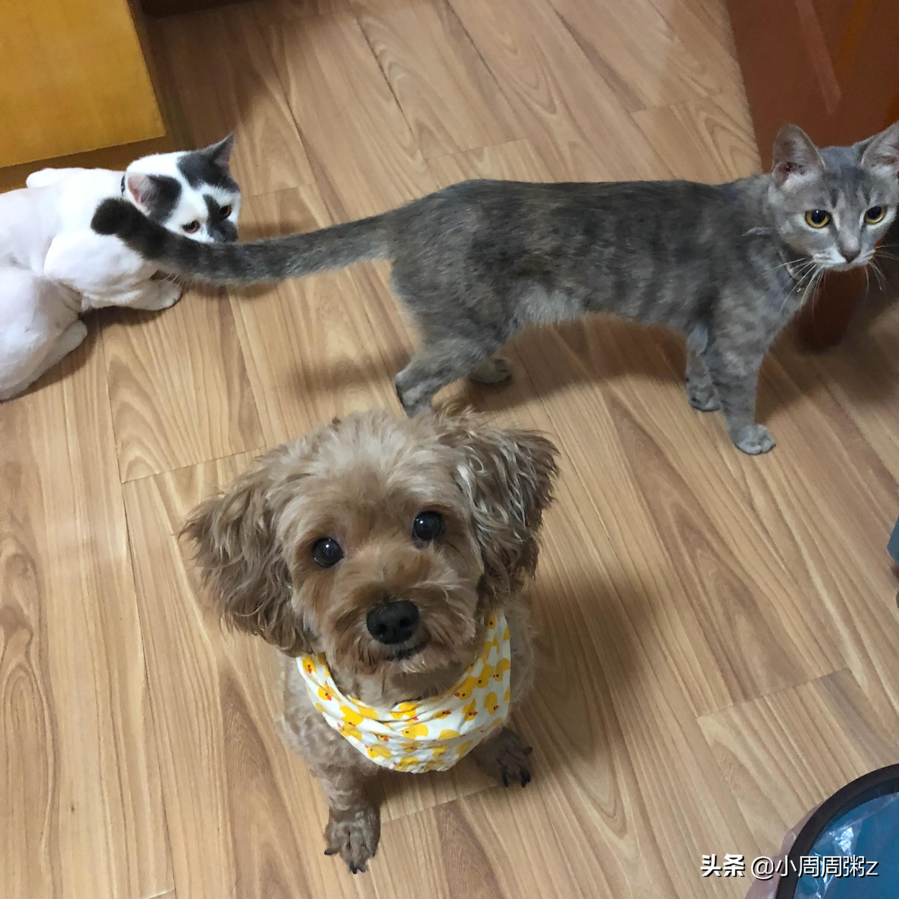 没有狗狗的海外生活，没有狗狗的海外生活视频