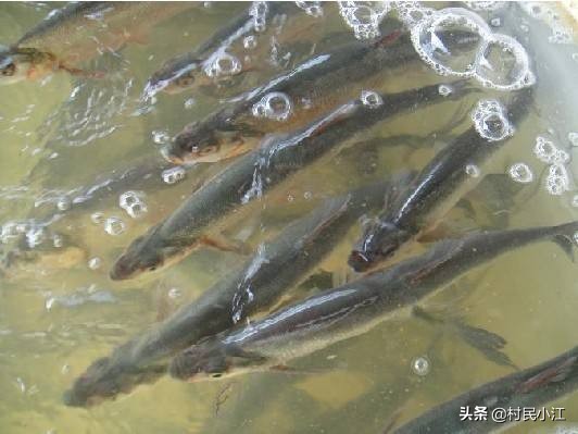 加州汽车报价,加州汽车报价多少