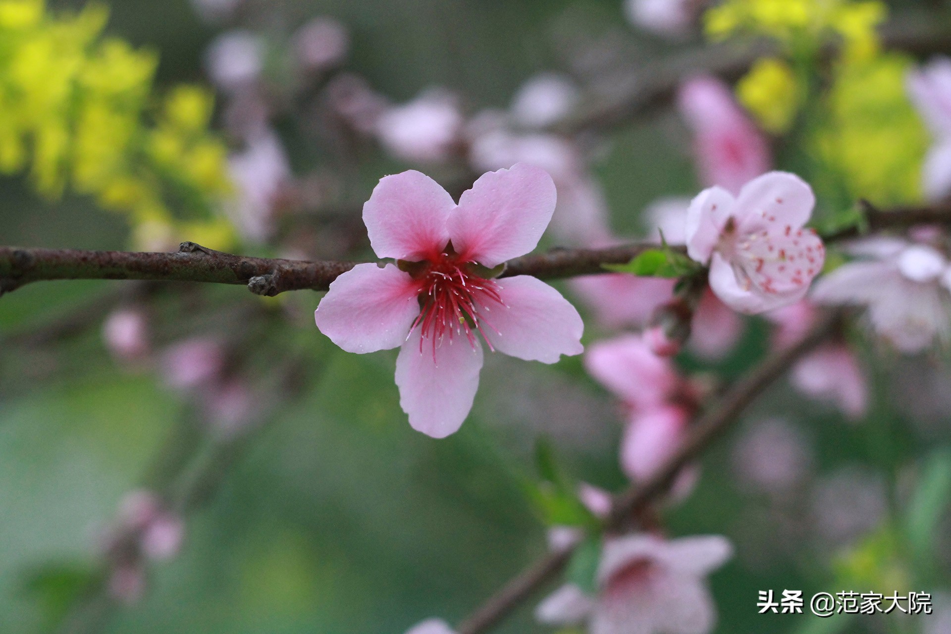 海外生活菜园图片大全，海外生活菜园图片大全大图