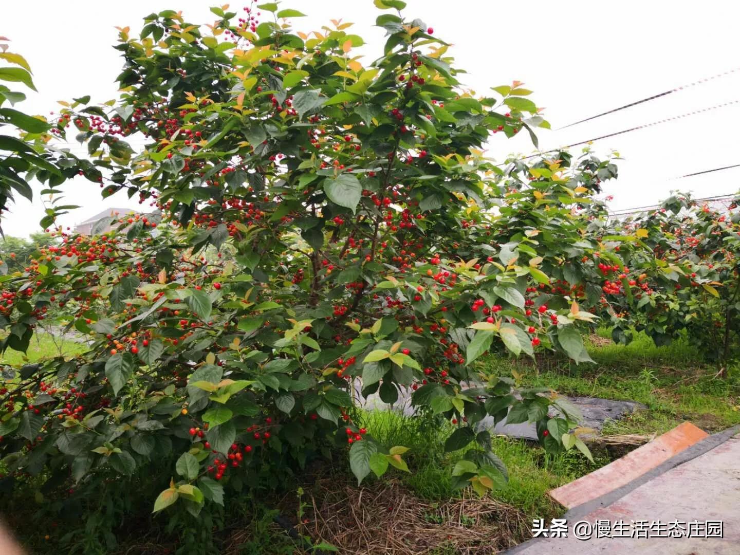无锡市哪里有卖果树苗
