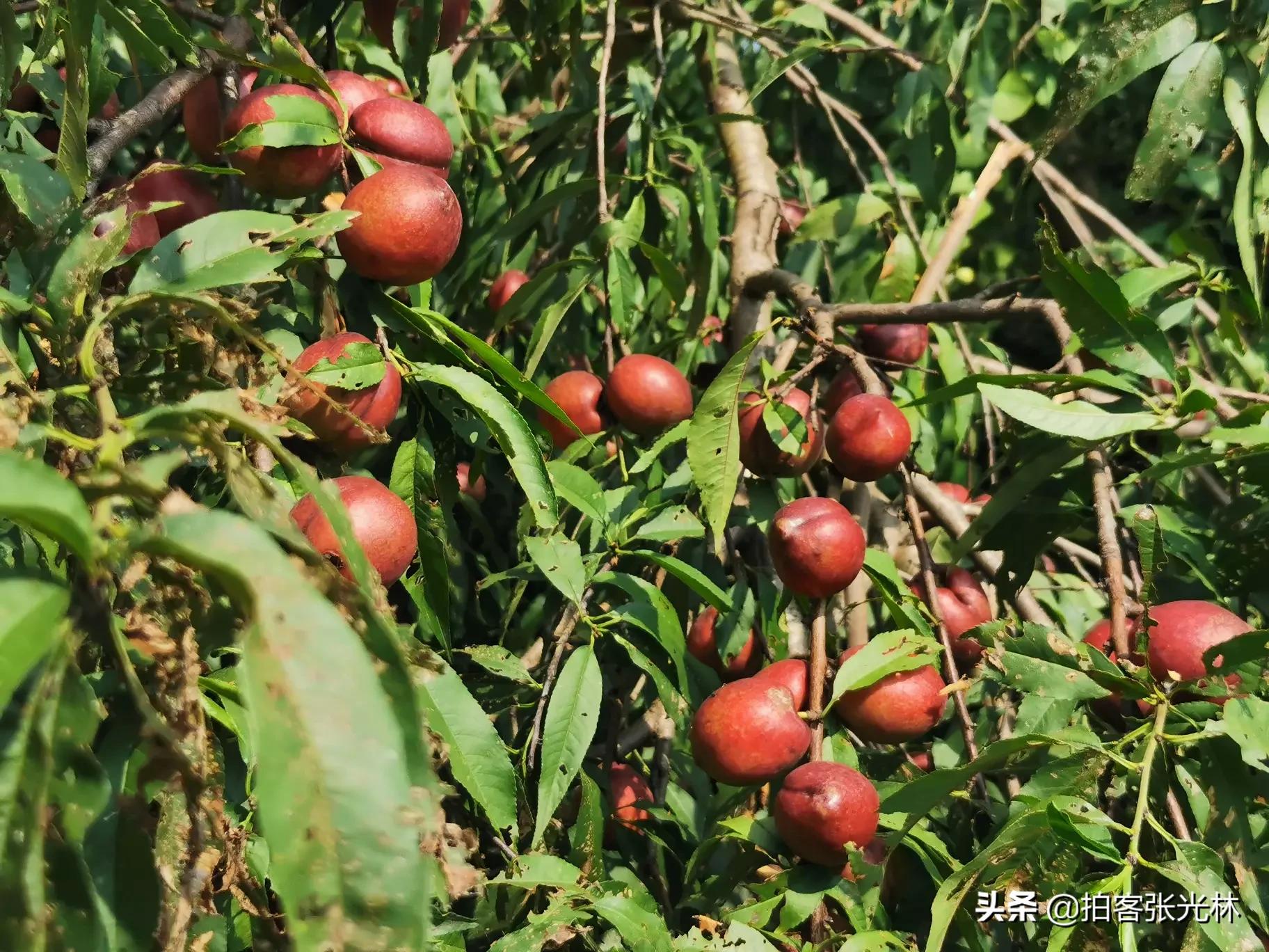 夏天的图片夏天的图片大自然风景 夏天的图片夏天的图片大自然风景