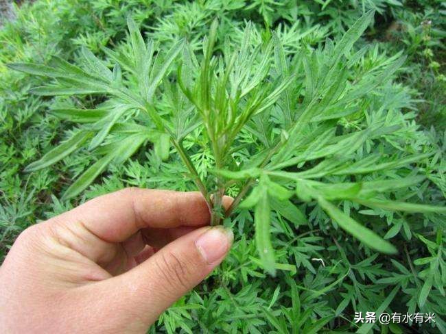 珠海美食商城app开发
