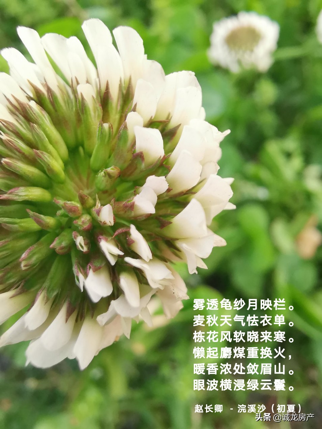苏州市华侨属于哪个区