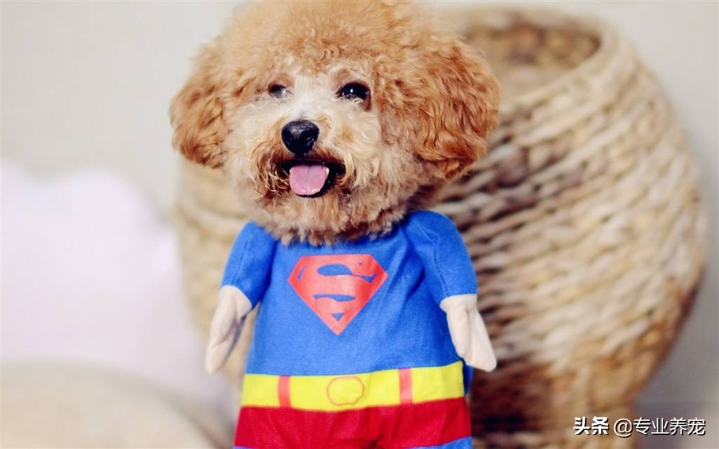 你可能日了假狗是什么意思?:日狗 你可能日了假狗是什么意思?:日狗