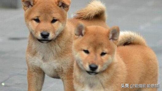 中华田园犬在海外生活情况，中华田园犬在海外生活情况如何