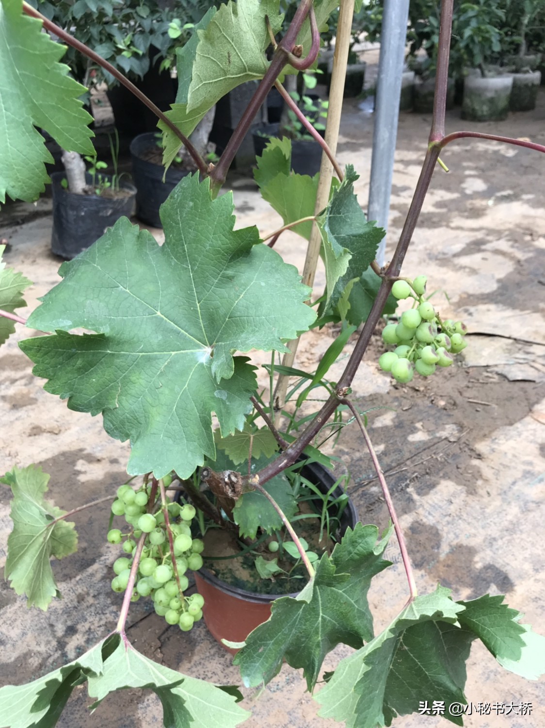 长沙新房前适宜种哪些果树？