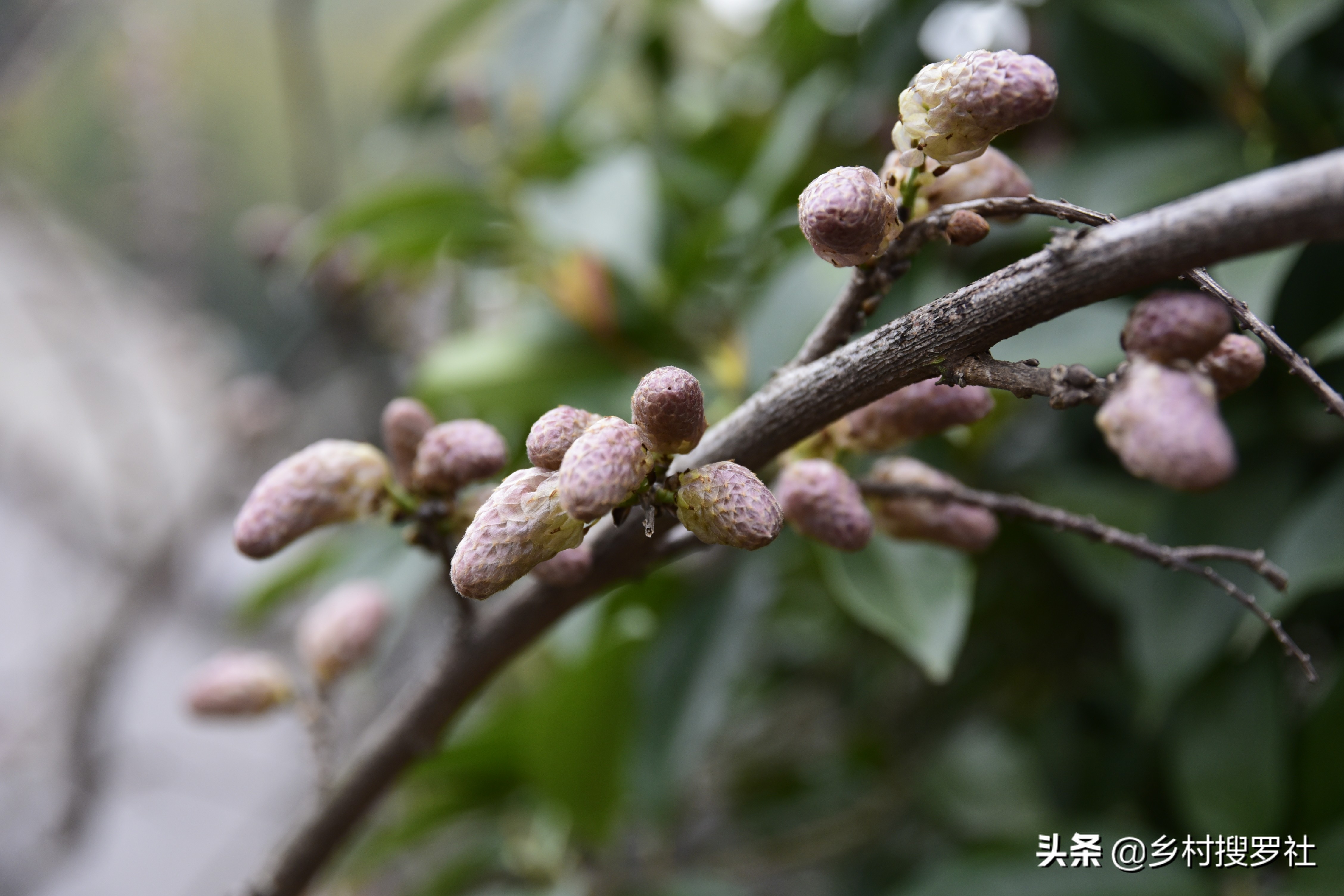 紫藤图片紫藤图片大全大图