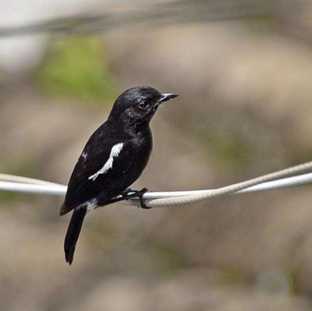 [越南图片]怎样分辨印尼小黑白鸟和越南小黑白鸟？