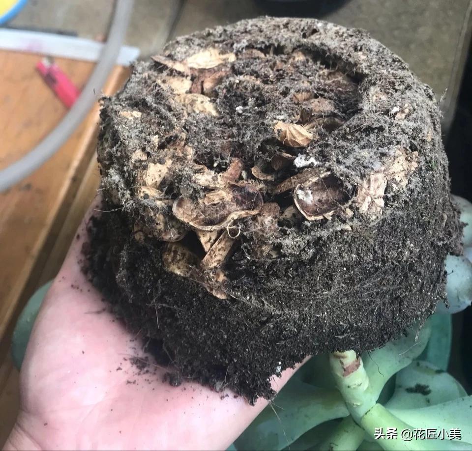 使用花生壳搭建网站