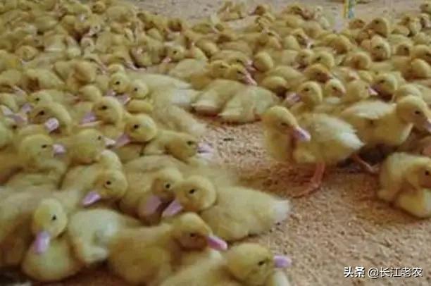 大家足大家是什么生肖