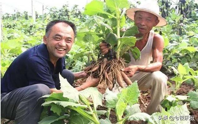 种植牙齿是协和口腔科还是武大口腔医院好？