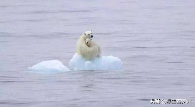[北极圈连续三周30℃]北极圈高温超过30 ℃，地球和人类会怎样？