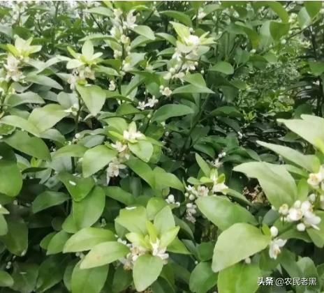 硼，锌肥什么时候施最好？