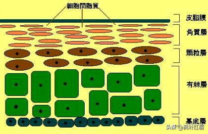 化妆技巧水乳吸收
