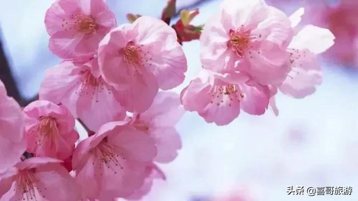 无锡市五月看花哪里好