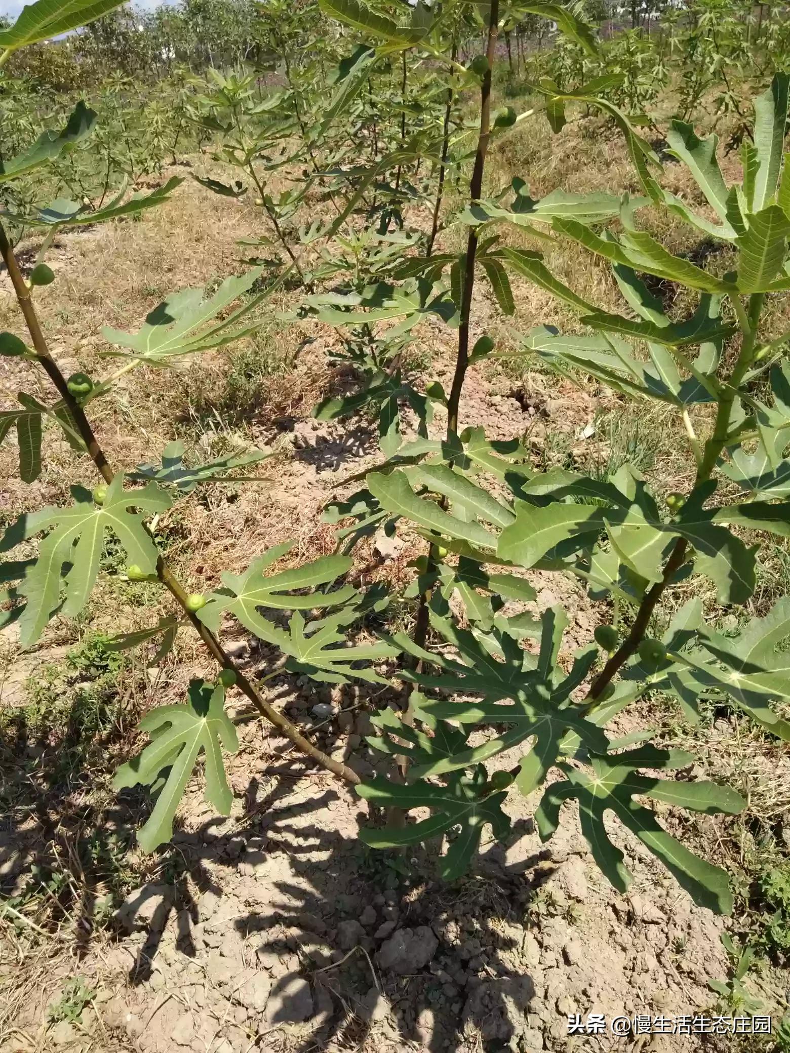 无锡市哪里有卖果树苗
