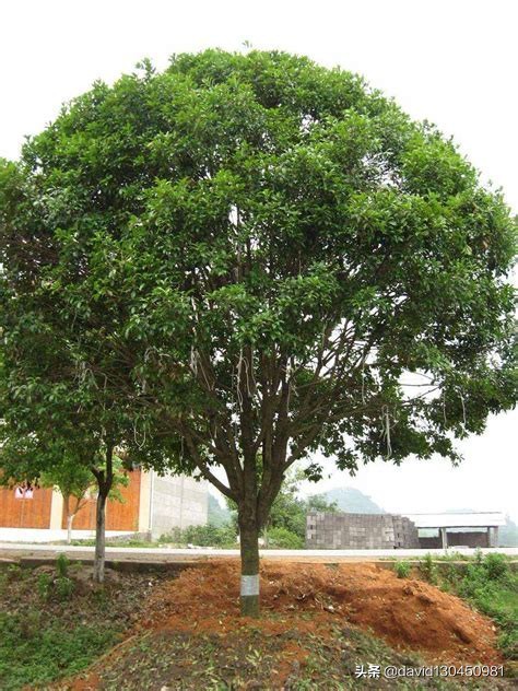 适合武汉种植的果树？
