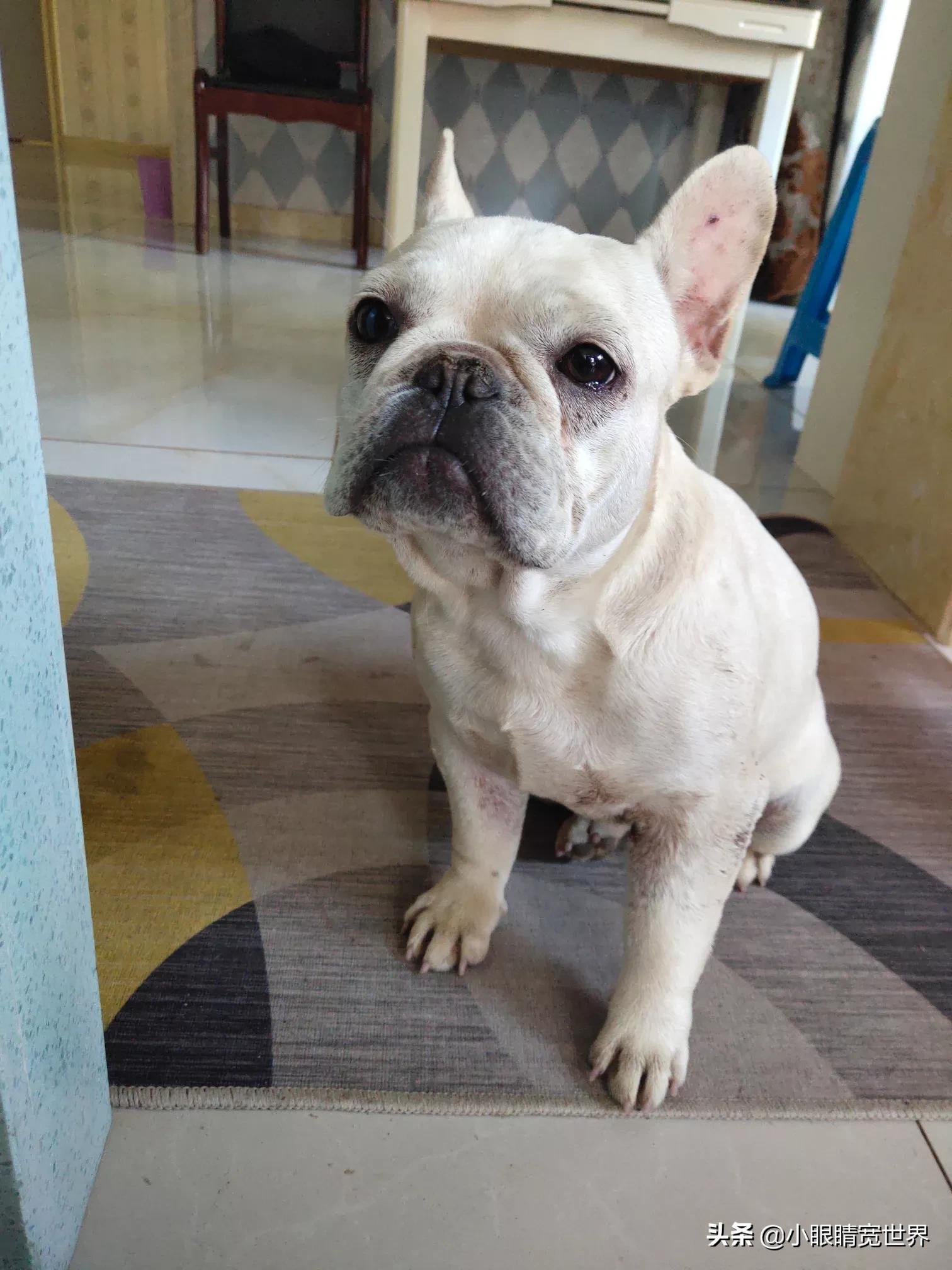 宠物犬寄养猝死店内宠物犬寄养猝死店内赔偿